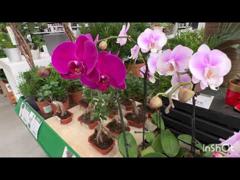 Видео: Сегодня можно всё, но если нет мутантов… То ничего и не надо😂#орхидеимоегодома 