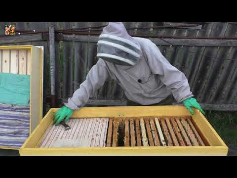 Видео: 😮Семья зароилась?  Делаю всё просто!👌