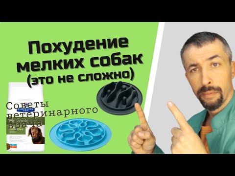 Видео: Как похудеть собаке