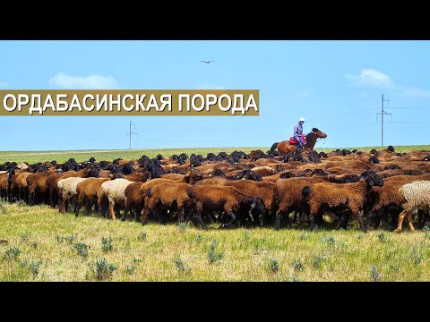 Видео: Ордабасинская порода овец. Автор породы Сералы Абжалов.