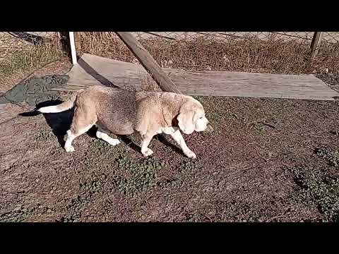 Видео: Бильбо , ушки уже не слышат 17.07.25
