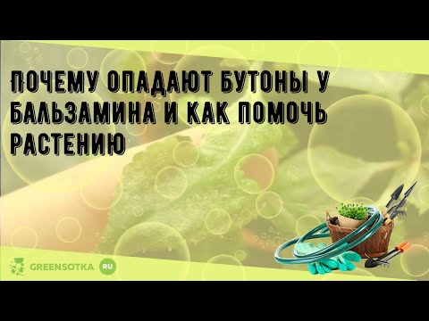 Видео: Почему опадают бутоны у бальзамина и как помочь растению