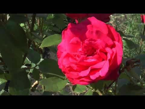 Видео: Митрофановка - самое красивое село Воронежской области