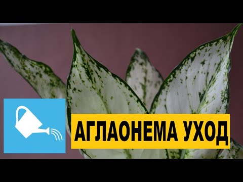 Видео: Аглаонемы уход: Грунт, полив, причины появления пятен и желтых листьев