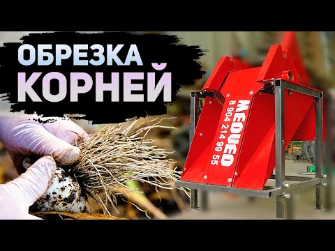 Видео: Машина для обрезки корней и стебля чеснока О-150