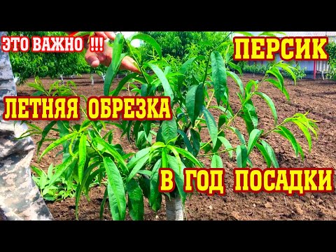 Видео: ЛЕТНЯЯ ОБРЕЗКА ПЕРСИКА в год посадки!!!Результат обработки от хлороза!!!