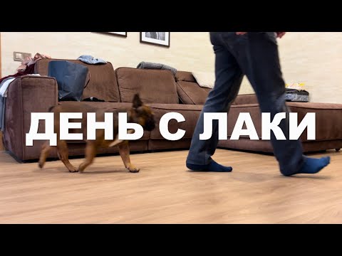 Видео: Стоит ли заводить собаку? День из жизни с французским бульдогом Лаки