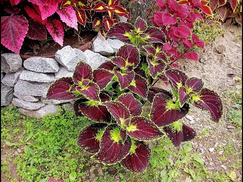Видео: Колеусы (Coleus) в Хабаровске. 2021 год