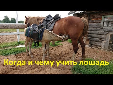 Видео: В каком возрасте и чему мы учим жеребят
