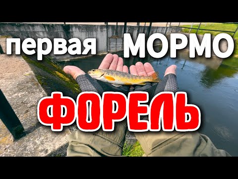 Видео: # 54 ПЕРВАЯ ФОРЕЛЬ на МОРМО + КарасяО #мормышинг #nanojig