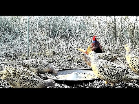 Видео: Решил прикормить ФАЗАНА но таких гостей я не ждал.  ловушка на фазана и другую птицу