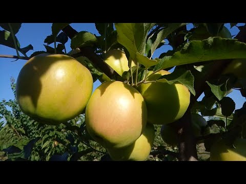 Видео: Корисні поради по роботі в саду