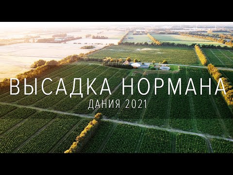 Видео: Пихта Нордмана. Дания. Высадка саженцев 2021. Елочный бизнес.
