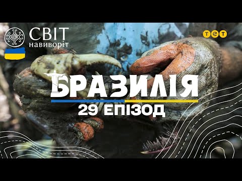 Видео: Небезпечне полювання на мангрових крабів. Бразилія. Світ навиворіт 10 сезон 29 випуск