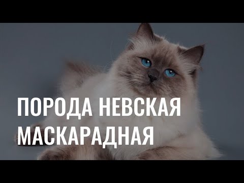 Видео: Невская маскарадная: особенности породы кошек