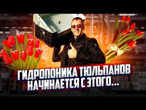 Видео: Гидропоника тюльпанов без этого не бывает!!!Экскурсия на производство