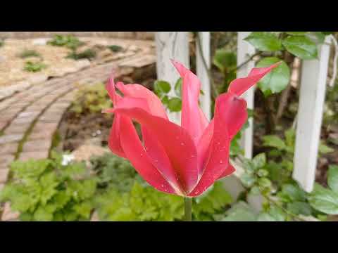 Видео: Мы вернулись домой!!! Как изменился сад.