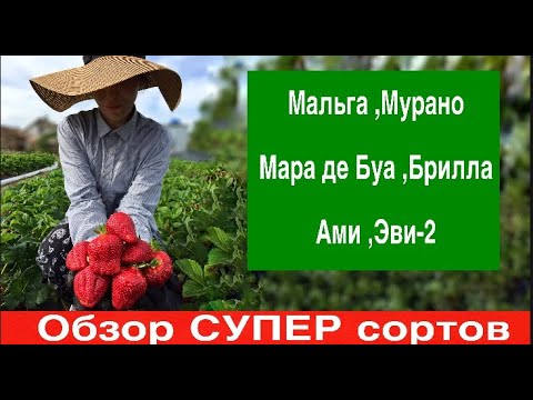 Видео: Обзор клубники сортов :Мурано,Мальга,Мара де Буа ,Брилла ,Ами,Эви-2