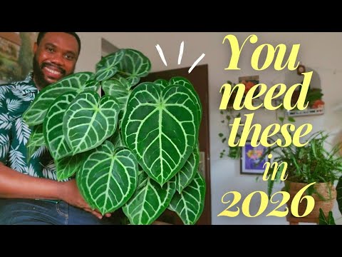Видео: 8 комнатных растений, которые стоили каждого потраченного доллара в 2025 году