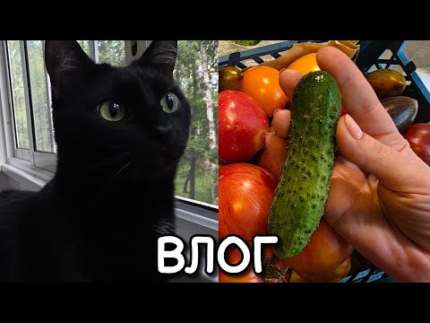Видео: АСМР влог, консервация, мои кошки 😍 тихий голос 😴