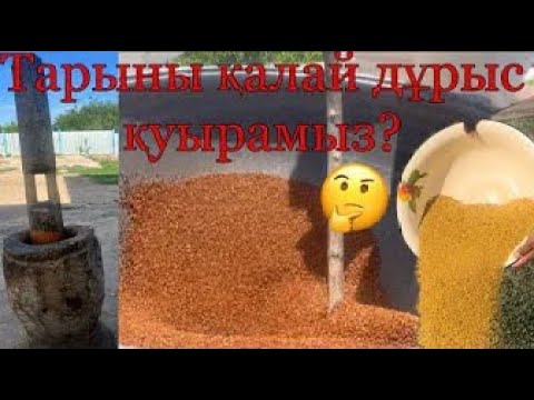 Видео: Тары қуыру.Майсөк.Қазақша рецепт.