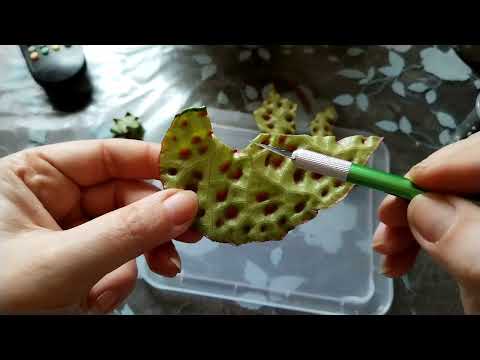 Видео: Размножаю бегонию Меланобулата.