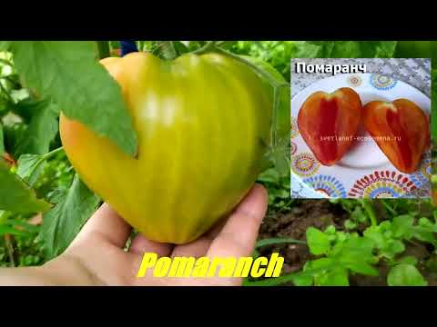 Видео: Лучшие сорта томатов которые хочется сажать каждый год (Калуга 2023).