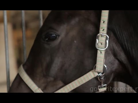 Видео: Уроки Верховой Езды. Прогулка Верхом на Лошади. Инструктаж для Начинающих. Говорит ЭКСПЕРТ