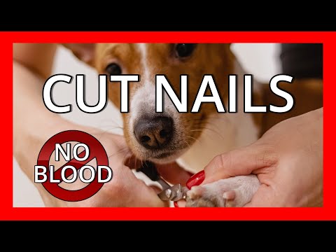 Видео: Идеальная стрижка когтей у собак каждый раз