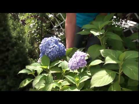 Видео: Садовые гортензии уход обрезка и зимовка.Консультант Л И  Калашникова