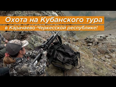 Видео: Охота на Кубанского тура в Карачаево-Черкесской республике!