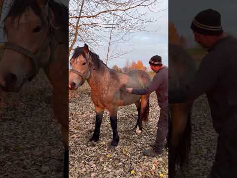 Видео: Мой новый друг.Жемайтец 2 года 3 месяца