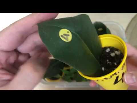 Видео: Как вырастить фикус из ЛИСТА. Часть 4 ( попытка №2) / Grow a FICUS from a LEAF