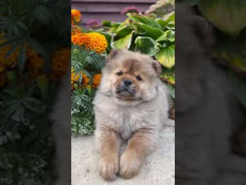 Видео: Мини Чау Улана. Доступна. Больше информации WhatsApp 79776040005 #chowchow #собака #love