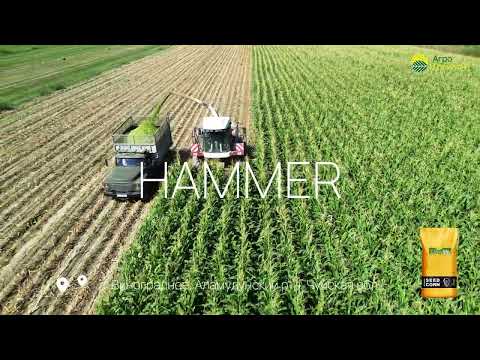 Видео: Уборка кукурузы на силос, гибрид HAMMER (ФАО 700) / с. Виноградное, Аламудунский р-н #агрогоризонт
