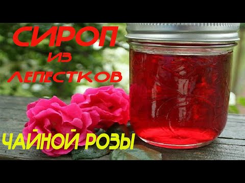 Видео: Сироп из лепестков чайной розы! Лёгкий рецепт! #сиропизлепестковроз  , #розовыйсироп, #рецептсиропа