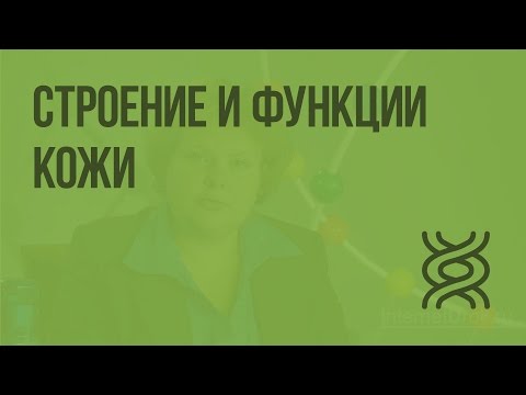 Видео: Строение и функции кожи. Видеоурок по биологии 8 класс