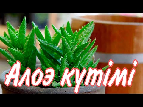 Видео: Алоэ гүлінің күтімі топырағы көбеюі пайдасы. Гүлдер әлемі. Бөлме гүлдер күтімі.
