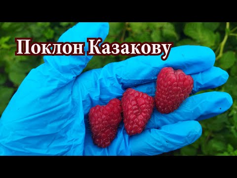 Видео: Ремонтантная малина Поклон Казакову в 2023 г. Обзор сорта в пригороде Воронежа.