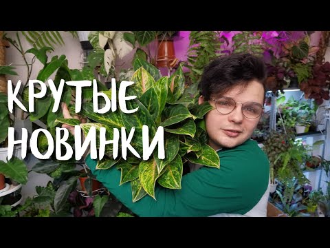 Видео: ЗАКУПИЛСЯ РАСТЕНИЯМИ// Новинки в ФЕРВАЛЕ//Озеленение Дома