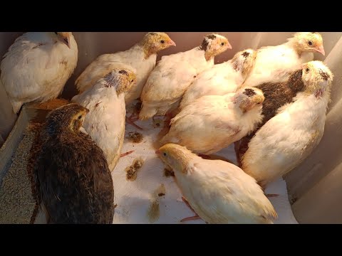 Видео: Двухнедельные перепелята в прямом эфире ежедневно!!!