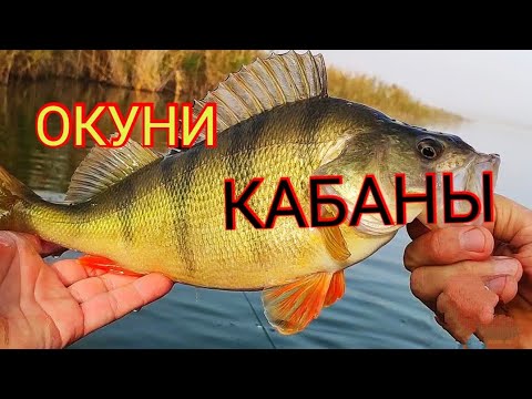 Видео: Окуни-кабаны.Микроджиг с Shimano soare bb s700suls 0.4-4гр.Рыбалка на крупного окуня.