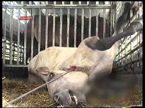 Видео: Что скрывается за бизнесом на лошадях