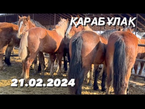 Видео: Мал базар Қарабұлақ. Жылқы. 21.02.2024