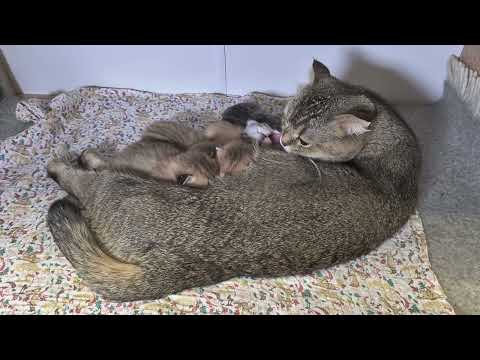 Видео: Вечернее общение с котятами 😊