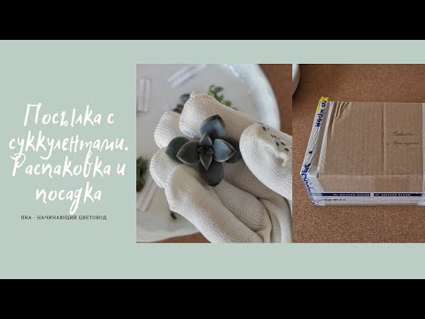 Видео: Посылка с суккулентами| Распаковка и посадка