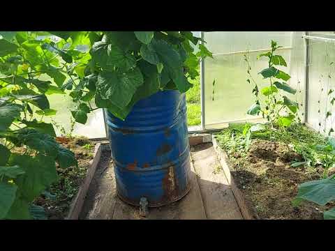 Видео: Подкормки огурцов для хорошего урожая!!!