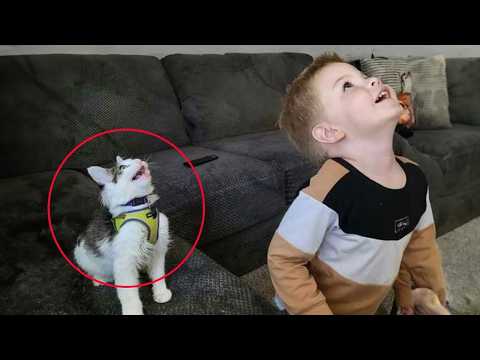 Видео: Когда кошки начинают подражать людям 😂🐾 Смешные моменты с кошками