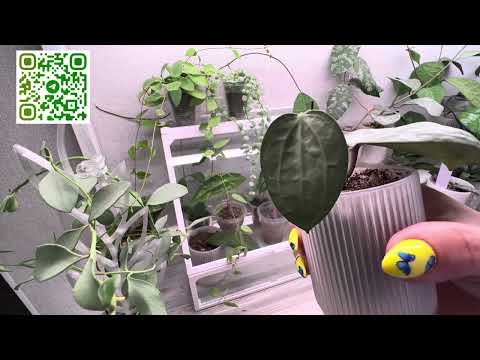 Видео: Поливочный обзор 🌱 поливаю и любуюсь растениями😍￼