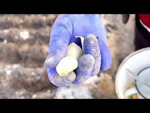 Видео: Посіяли ЧАСНИК‼️ Маміни поради для великого часнику та гарного врожаю